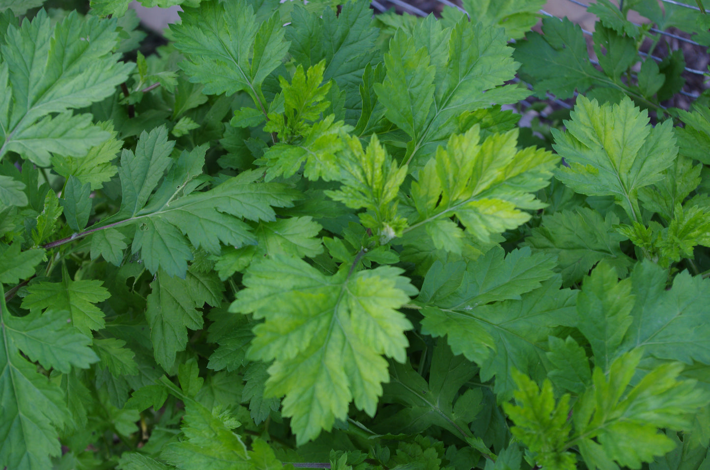 Mugwort Bundles