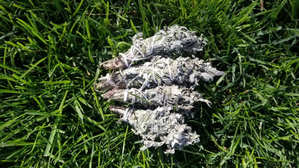 Mugwort Bundles