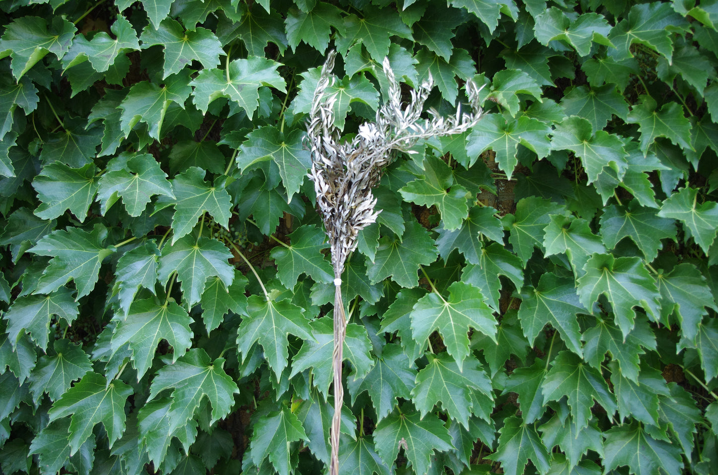 Mugwort Witch's Brooms