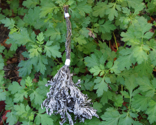 Mugwort Witch's Brooms